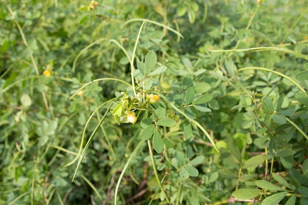 Senna Obtusifolia Chinese Senna American Sicklepod Sicklepod Plant Flowers Beans — Stock Photo, Image