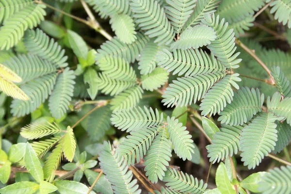 Lojjaboti Touch Plant Mimosa Pudica Est Une Plante Annuelle Vivace — Photo