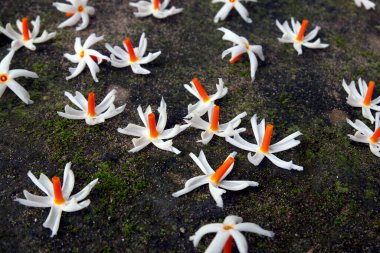 Nyctanthes arbor-tristis, gece çiçekli yasemin, Parijat, hengra bubar veya Shiuli Nyctanthes türünün bir türüdür. Gece çiçeği Parijat ya da Harshringar sabah yere düştü..