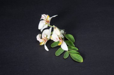 Moringa oleiferasının taze yeşil ilaç kapsülleri, yabanturpu, siyah arka planda izole edilmiş baget ağacı. Büyük tıbbi özellikleri ve sağlık faydaları var. Sojna verisi