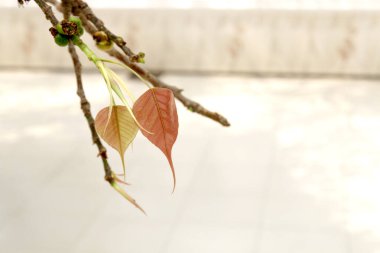 Young pink Bodhi leaves. Bodhi leaves on tree. Peepal Leaf from the Bodhi tree, Sacred Tree for Buddhist. clipart
