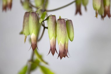 Katedral çanları çiçeklerinin yakın çekimi. (Bryophyllum pinnatum) Saxifragales tarikatındaki Crassulaceae ailesinin sulu bitki türleri..