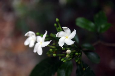 White Jasmine flowers or Bunga Melati putih or Jasminum sambac flowers blooming in nature. clipart