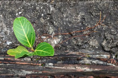 Banyan ağacı, binanın zemin ve beton duvarı arasındaki sınırlardan büyüyor..