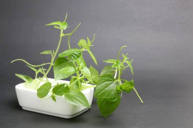 Siyah arka planda peperomia pellucida. Aynı zamanda biber büyükleri tarafından da bilinen, parlayan çalı bitkisi yıllık, sığ köklü bir bitkidir. Sulu sapları, parlak, kalp şeklinde, etli yaprakları ve küçük tohumları var..