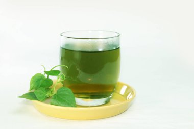 Peperomia pellucida harbal çayı. Parlak çalılık. Sulu sapları, parlak, kalp şeklinde, etli yaprakları ve küçük tohumları var..