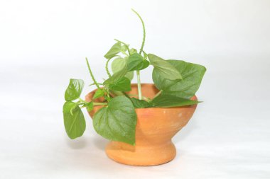 Peperomia pellucida (ayrıca karabiber yaşlısı, parlayan çalı bitkisi olarak da bilinir), her yıl kullanılan sığ köklü bir bitkidir. Sulu sapları, parlak, kalp şeklinde, etli yaprakları ve küçük tohumları var. Kil tenceresinde.