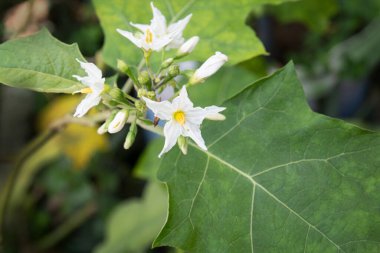 Minik vahşi patlıcan çiçeği. Yapraklı Solanum paniklemesi.