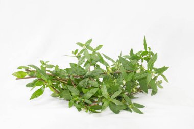 Sahte Daisy ya da hindistan cevizli Eclipta Alba suyu. Doğal saç bakımı için kullanılır. Saç büyütme yağı, Bhringaraj saç yağı..