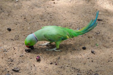 Hindistan 'ın gül yüzük boyunlu papağanı (Psittacula kramer).