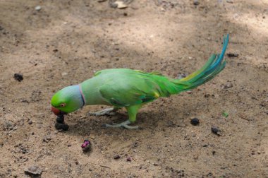 Hindistan 'ın gül yüzük boyunlu papağanı (Psittacula kramer).