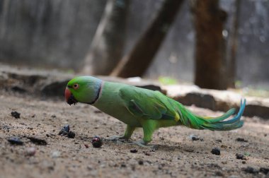Hindistan 'ın gül yüzük boyunlu papağanı (Psittacula kramer).