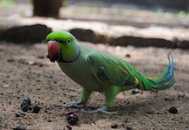 Hindistan 'ın gül yüzük boyunlu papağanı (Psittacula kramer).
