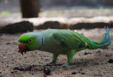 Hindistan 'ın gül yüzük boyunlu papağanı (Psittacula kramer).