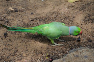 Hindistan 'ın gül yüzük boyunlu papağanı (Psittacula kramer).