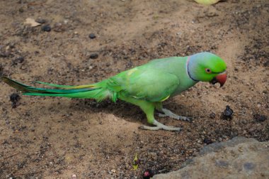 Hindistan 'ın gül yüzük boyunlu papağanı (Psittacula kramer).