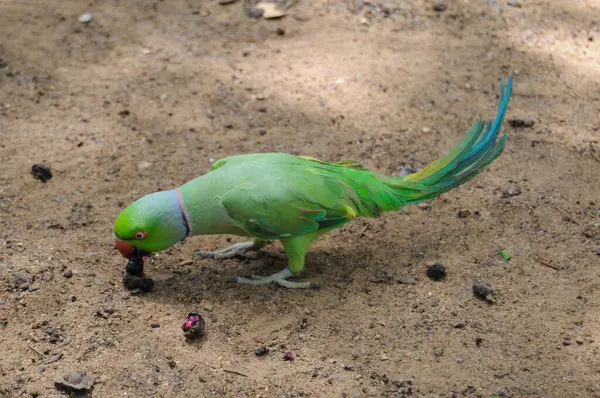 Hindistan 'ın gül yüzük boyunlu papağanı (Psittacula kramer).