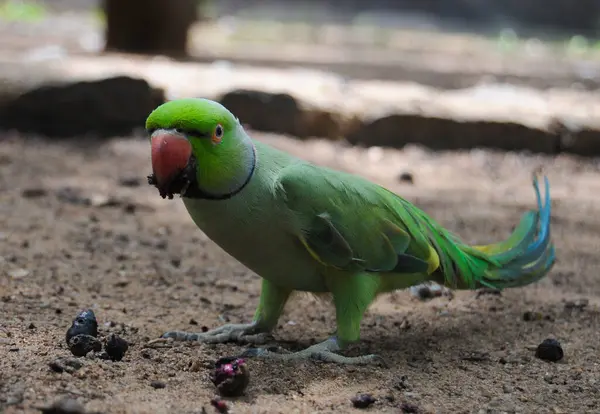 Hindistan 'ın gül yüzük boyunlu papağanı (Psittacula kramer).