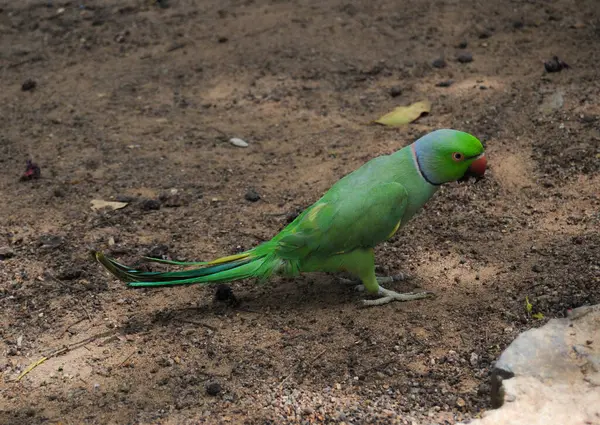 Hindistan 'ın gül yüzük boyunlu papağanı (Psittacula kramer).