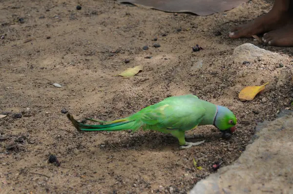 Hindistan 'ın gül yüzük boyunlu papağanı (Psittacula kramer).