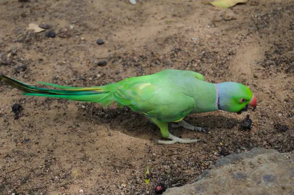 Hindistan 'ın gül yüzük boyunlu papağanı (Psittacula kramer).