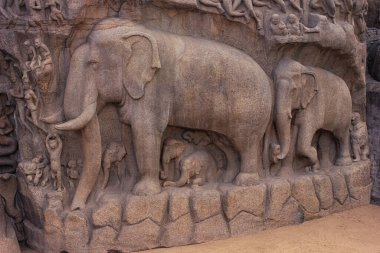 Arjuna 'nın Mahabalipuram Hindistan' daki kefaretinde fil heykelleri. Granit üzerine oyulmuş fil heykeli. UNESCO Dünya Mirası sahası.
