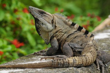 Yeşil iguana (Iguana iguana), Amerikan iguanası olarak da bilinir.