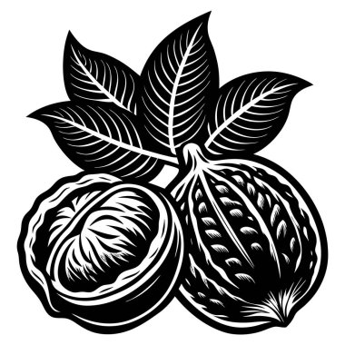 Ceviz tasarımı çizim fikri