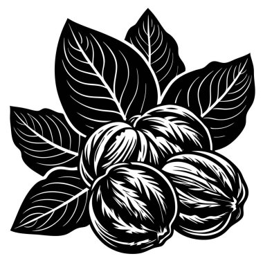 Ceviz tasarımı çizim fikri