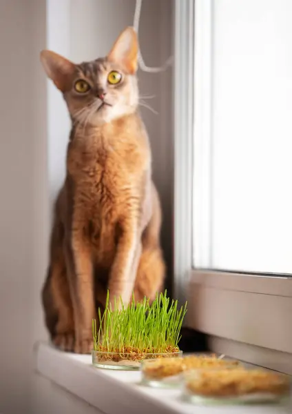 Cute Abyssinian blue and beige cat is sitting on the windowsill next to grass for the health of pets. Conceptual photo of pet care and healthy diet for domestic cats. Charming adult Abyssinian cat.
