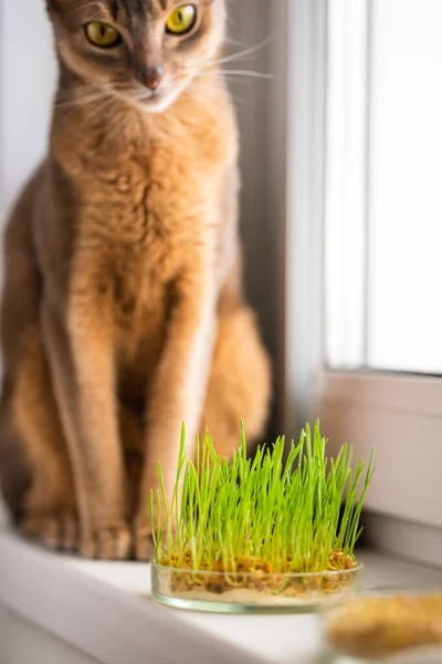 Cute Abyssinian blue and beige cat is sitting on the windowsill next to grass for the stomach health of pets. Conceptual photo of pet care and diet for domestic cats. Charming adult Abyssinian cat.