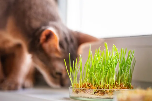 Abyssinian cat is snuffing something on the windowsill next to grass for the stomach health of pets. Conceptual photo of pet care and healthy diet for domestic cats. Cite adult Abyssinian blue cat.