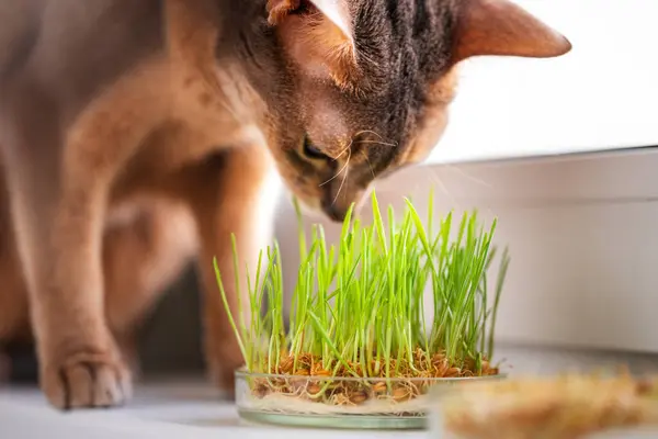 Cute Abyssinian blue and beige cat eats grass for the stomach health of pets on the windowsill. Conceptual photo of pet care and healthy diet for domestic cats. Charming adult Abyssinian cat.