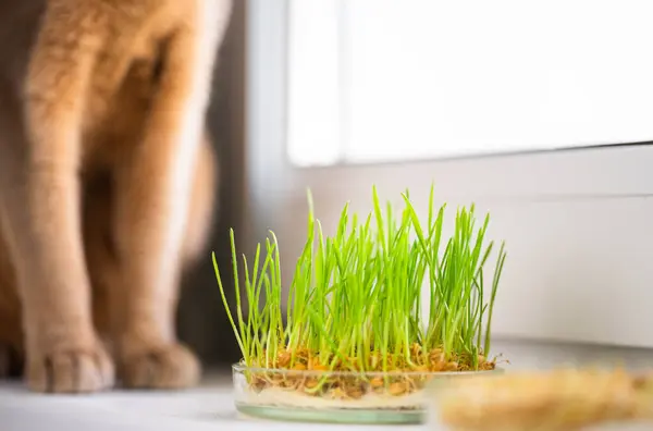 Grass for the stomach health of pets on the windowsill. The concept of pet care and healthy nutrition for domestic cats. Cute cat paws in the background. Selective focus. Copy space.