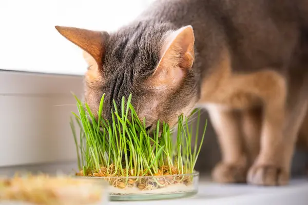 Cute Abyssinian blue-beige cat eats grass for the stomach health of pets on the windowsill. Conceptual photo of pet care and healthy diet for domestic cats. Funny adult abyssinian blue cat.