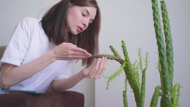 Una Joven Mujer Hermosa Preocupa Por Una Planta Cactus Enferma — Vídeos de Stock