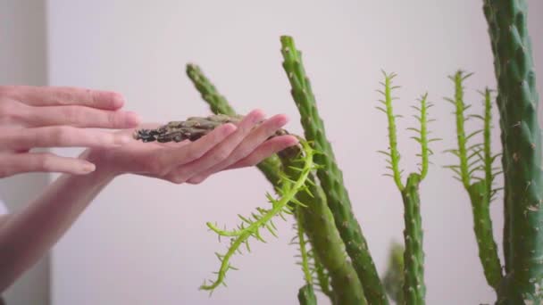 Mãos Femininas Estão Tocando Uma Planta Caseira Cacto Doente Que — Vídeo de Stock