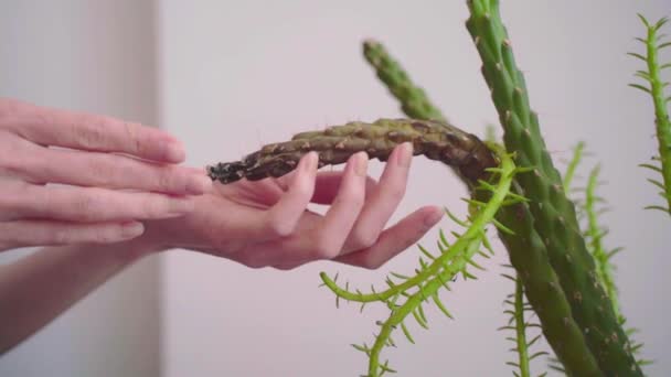 Les Mains Féminines Touchent Cactus Malade Plante Domestique Qui Souffre — Video