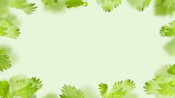 Flying Fresh Coriander leaves on a light green background for recipes. Organic spices, Spicy and fragrant herbs. Floating food Creative concept. Healthy nutrition and Summer diet. Copy space. Banner.
