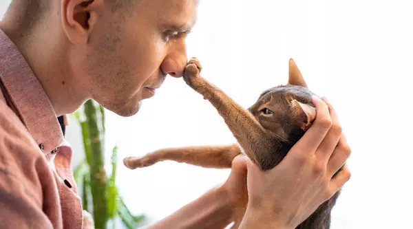 a man gently holding in his arms blue Abyssinian cat at home in sunny. Beautiful and satisfied domestic cat touches the owner\'s nose with its paw. Love for the animals. Lifestyle and pet love concept.