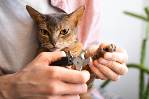 Clipping blue Abyssinian cat claws. Man in a pink shirt and white t-shirt using scissors, trims his cat's nails at home. Concept pet health care and love for animals. Lifestyle and Pet love. Closeup.