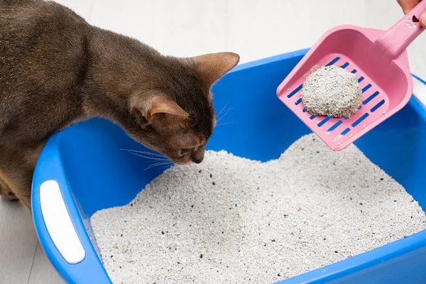 Man cleaning cat litter tray at home, closeup. Cute blue Abyssinian cat sniffing a solid clumps of his toilet on a pink scoop. Cleanliness, pet care and hygiene concept. Closeup.