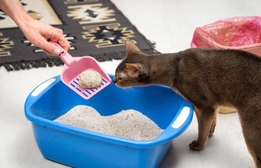 Evdeki kedi kumu tepsisini temizleyen adam, yakın çekim. Şirin mavi Habeş kedisi pembe bir kepçeyle tuvaletinin katı kütlelerini kokluyor. Temizlik, hayvan bakımı ve hijyen konsepti
