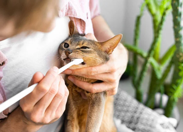 Toothbrush for animals. Caucasian white Man in a pink shirt brushes teeth of a beautiful blue Abyssinian cat at home. Animal Hygiene and pet care concept. Closeup.