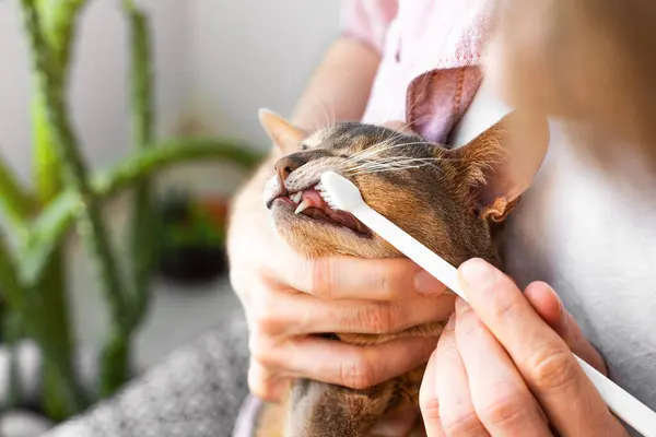 Toothbrush for animals. Caucasian white Man in a pink shirt brushes teeth of a blue Abyssinian cat against the backdrop of green plants at home. Animal Hygiene and pet care concept.Closeup.Copy space