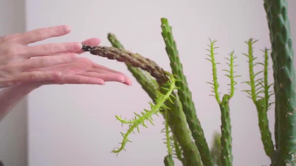 女性的手正在触摸一种病害的仙人掌 这种仙人掌正在遭受寄生虫 晒伤或病毒的折磨 室内植物的死亡 找一个理由 家庭园艺概念 — 图库视频影像