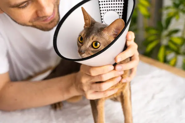 a blue Abyssinian domestic cat in an e-collar for protection and healing, in the hands of his Caring smiling man owner. Animal healthcare, Pet care concept, veterinary, healthy animals.