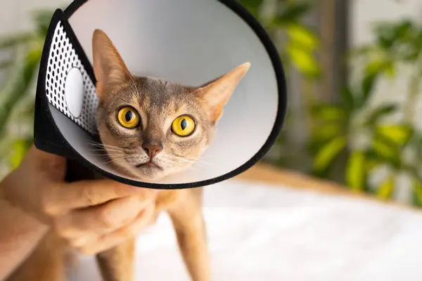 Close-up portrait of a blue Abyssinian cat with an cone, which is carefully held in his hands by the man owner. Animal healthcare, Pet care concept, veterinary, healthy animals. Copy space.