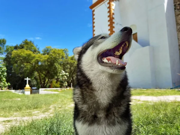 Retrato Cão Bonito — Fotografia de Stock