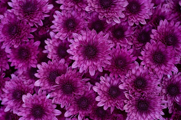 Beautiful Purple Chrysanthemums flowers background. Macro photo taken from above